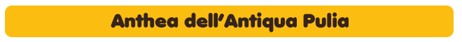 anthea